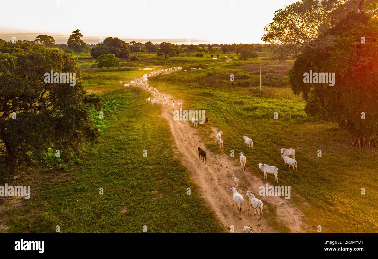 Una tranquilla scena rurale di un lussureggiante prato incorniciato da alberi e colline ondulate, con bestiame pascolo in primo piano. Foto Stock