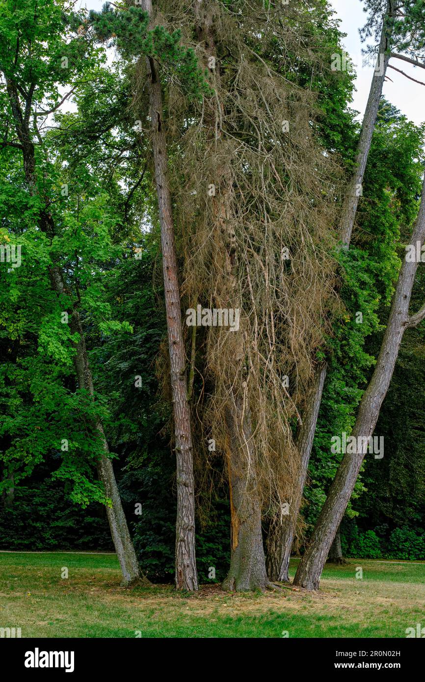 Gruppo di alberi in piedi insieme, Alb Svevo, Germania. Foto Stock