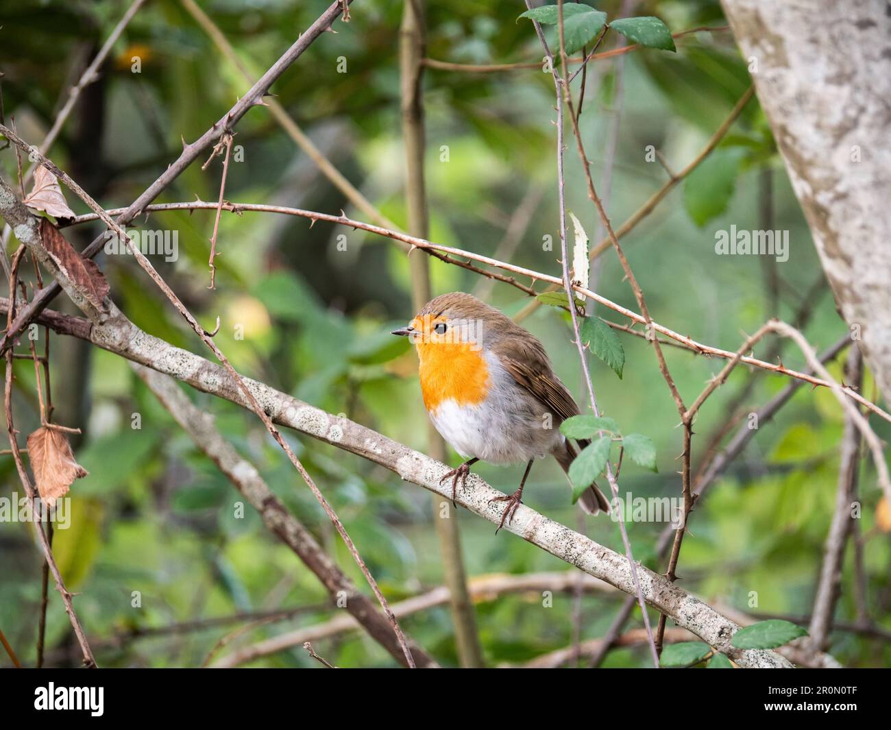 Fuoco morbido dell'adorabile uccello di rubecula di Erithacus con piume arancione e marrone che si ergono sul ramo dell'albero con le foglie verdi nell'habitat naturale Foto Stock