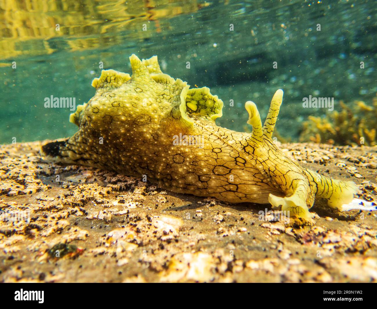 Primo piano di un'Aplysia dactylomela in acqua Foto Stock