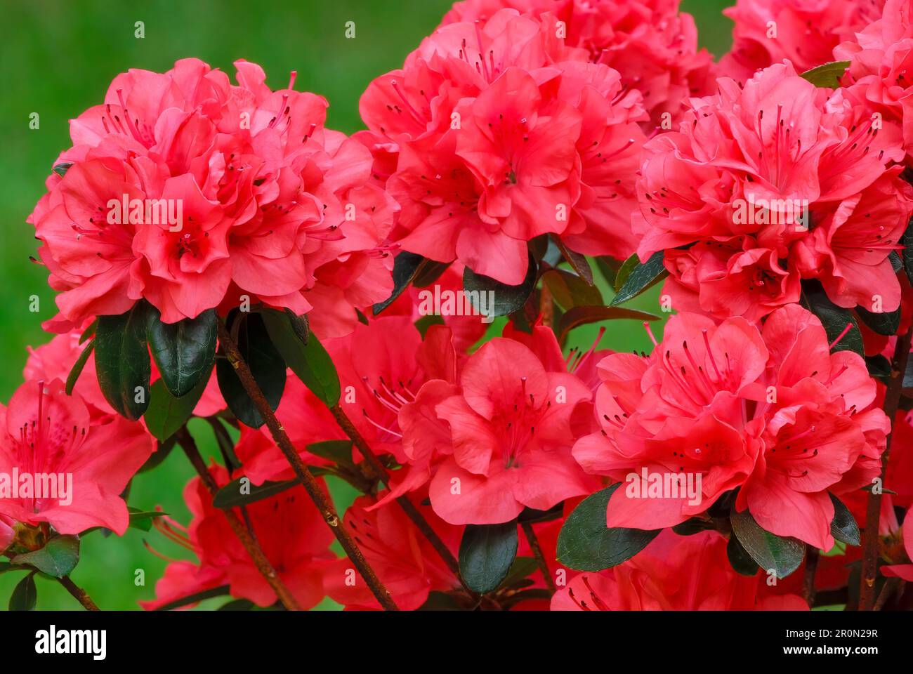 Azalea japonica , Rhododendron japonicum fiori rossi di sangue, primo piano giardino ornamentale Trencin, Slovacchia Foto Stock