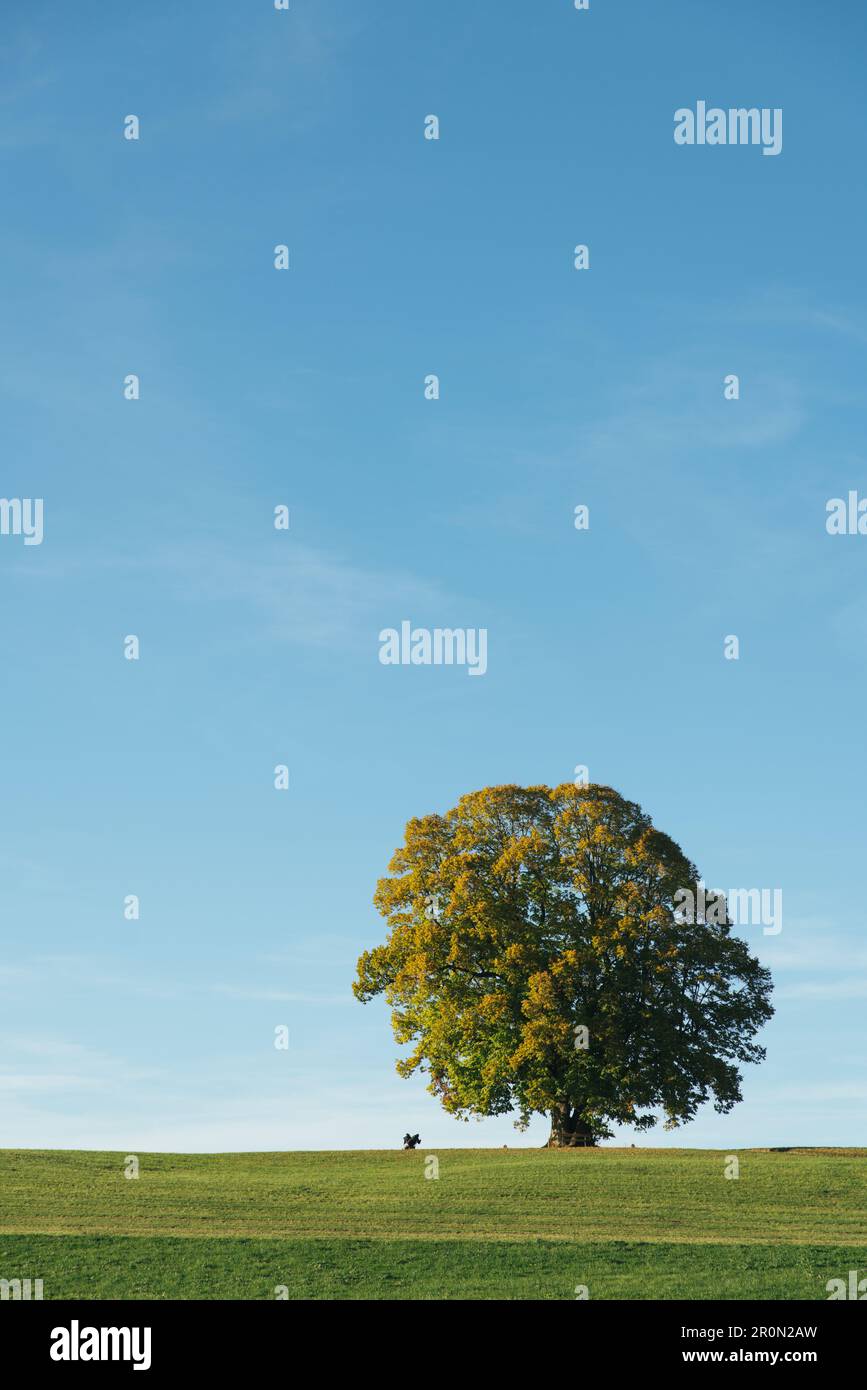 Paesaggio di campagna luminoso con un grande albero in fiore unico che cresce campo verde su cielo blu con colline sullo sfondo Foto Stock