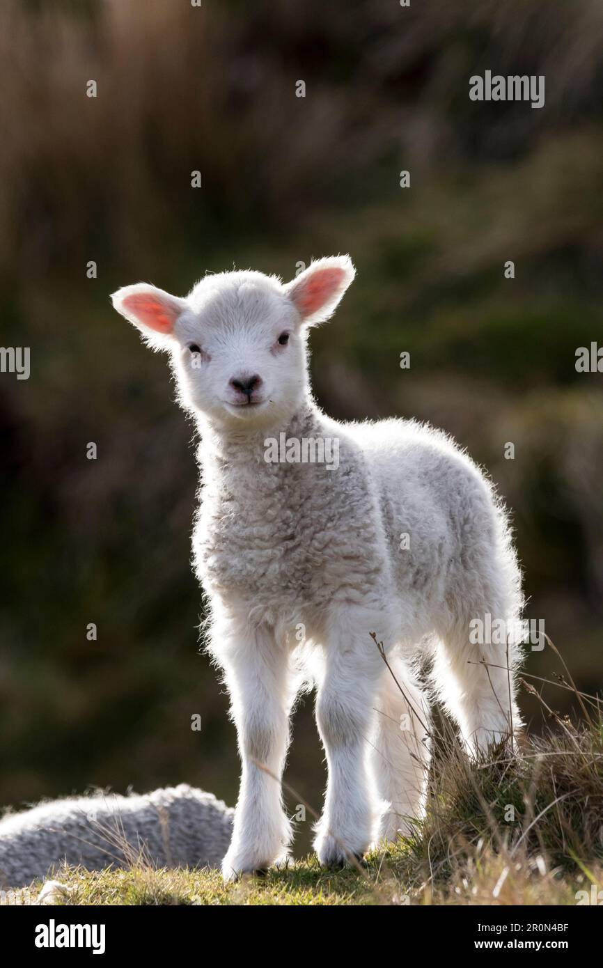Un giovane agnello primaverile sull'isola di Yell, Shetland. Foto Stock
