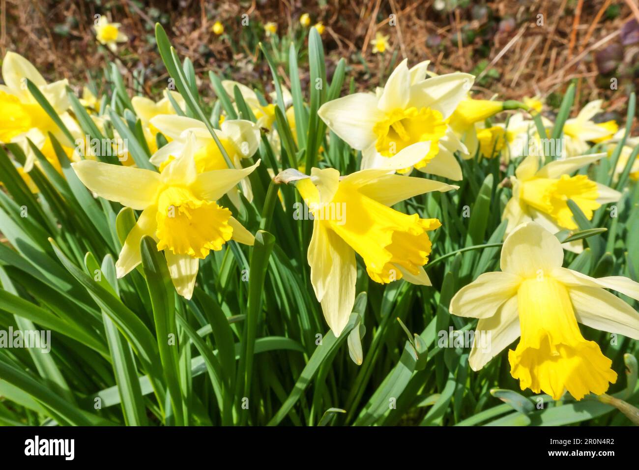 Il Daffodil selvatico (Narcissus pseudonarcissus) conosciuto anche un giglio di Quaresima, che cresce nella campagna dell'Herefordshire UK. Marzo 2023 Foto Stock