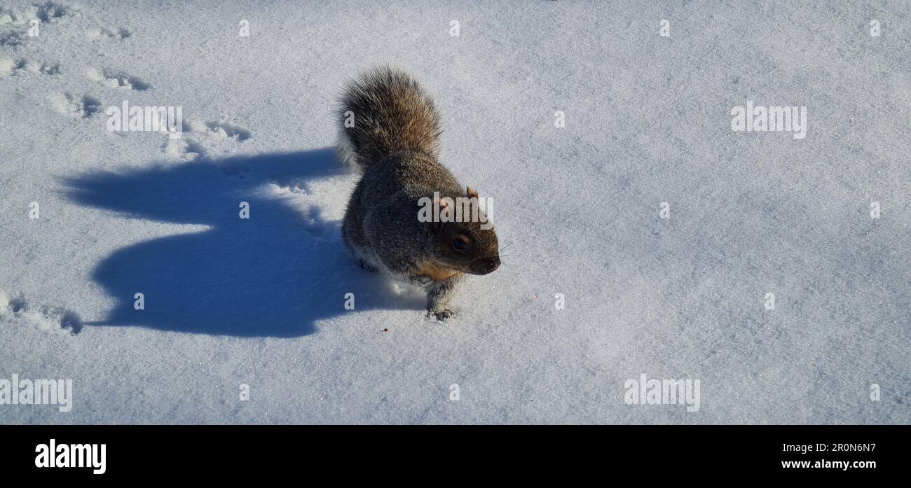 scoiattolo nella neve nel parco Foto Stock