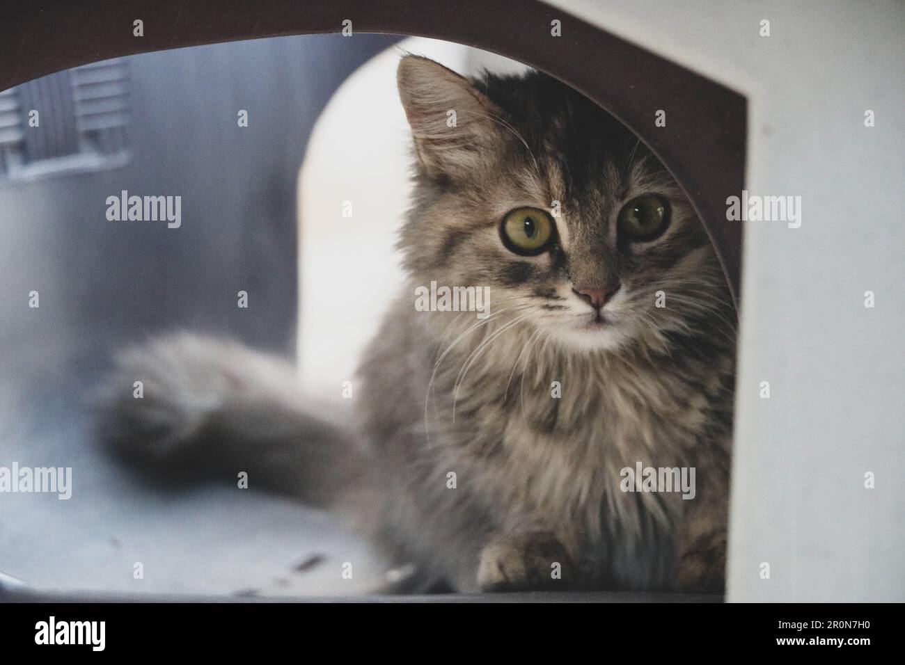 Gatto siberiano seduto su una sedia Foto Stock