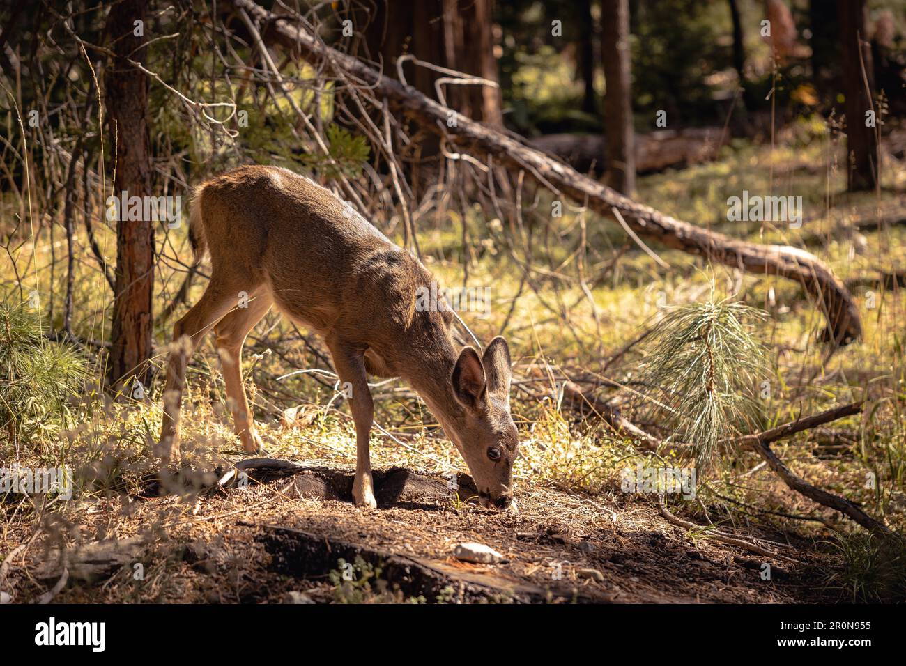 Un cervo dalla coda bianca in una zona boschiva, la testa si è piegata verso il basso Foto Stock