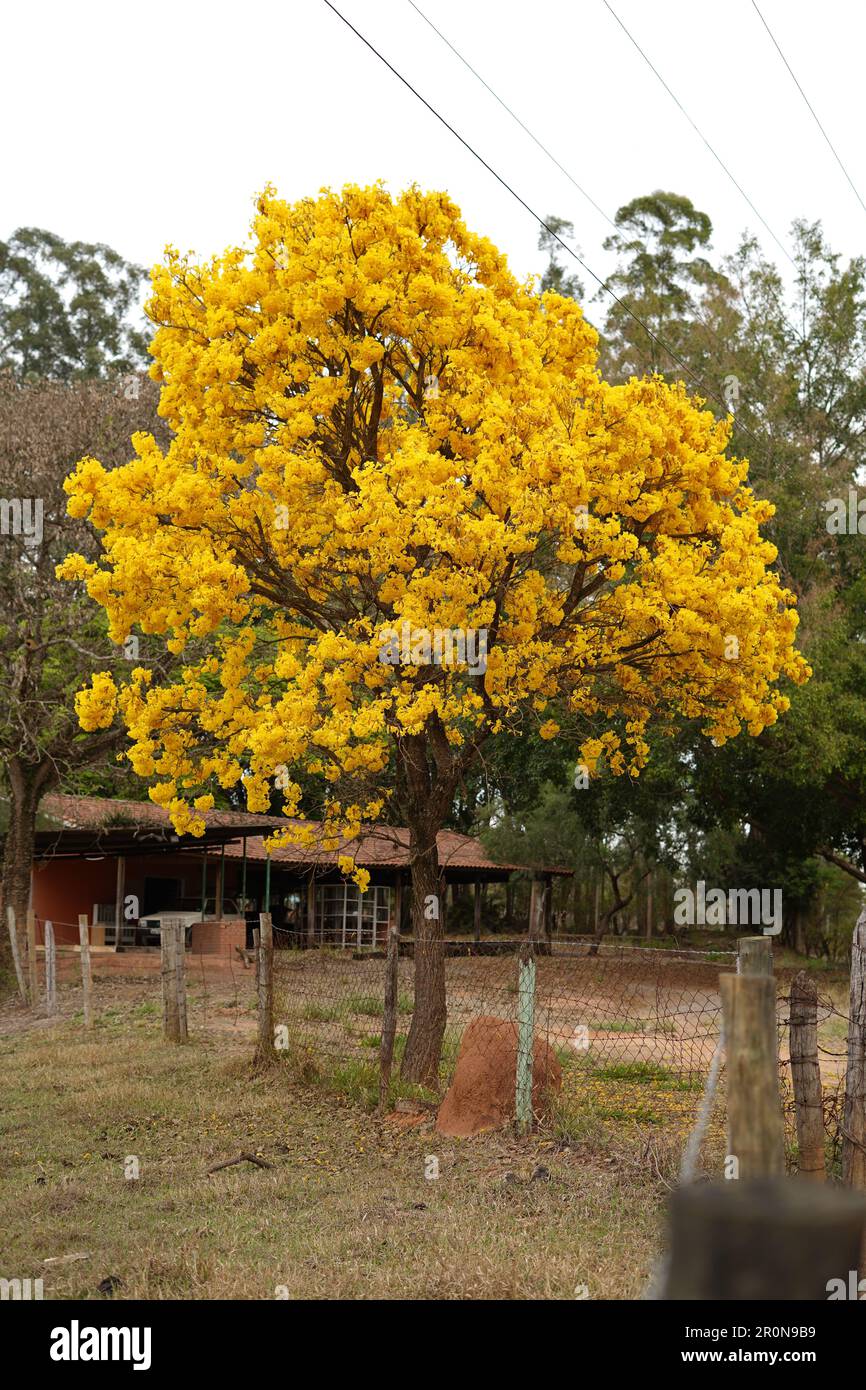 albero di ipe giallo fiorito Foto Stock