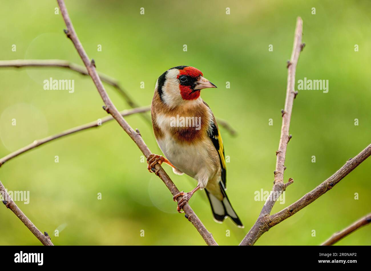 Un closeup molto dettagliato di un Goldfinch che si appende in un arbusto guardando direttamente la macchina fotografica osservando il fotografo, un uccello molto colorato, allerta. Foto Stock