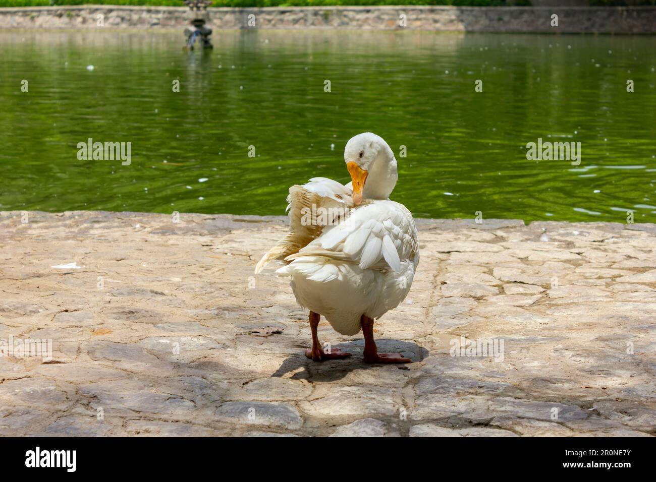 Anatra che asciuga se dopo che esce di acqua Foto Stock