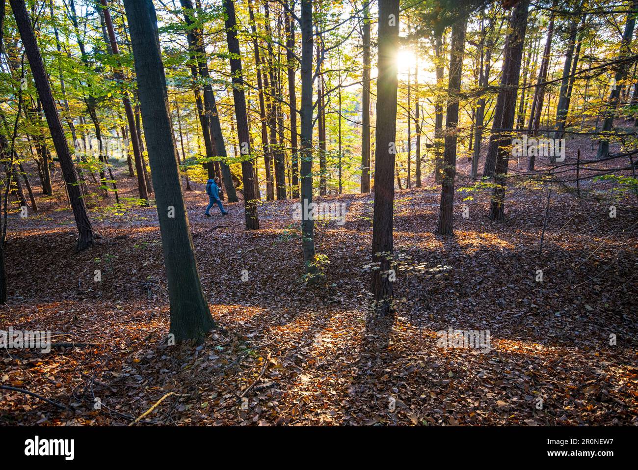 Tour autunnale sulla Malerweg a Elbsandstein, Germania Foto Stock