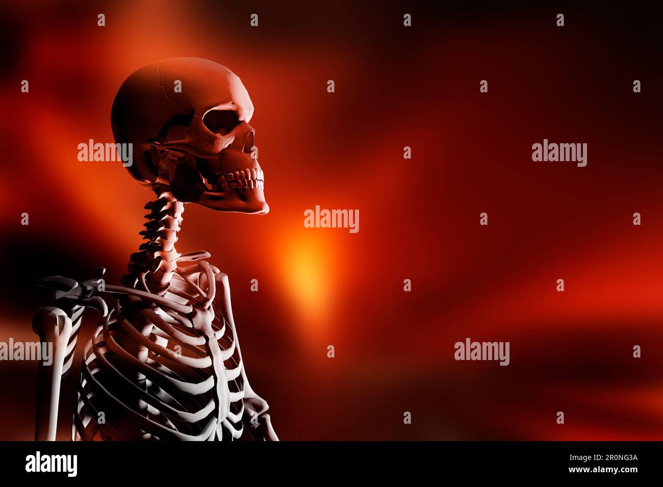 Cranio umano e ossa Foto Stock