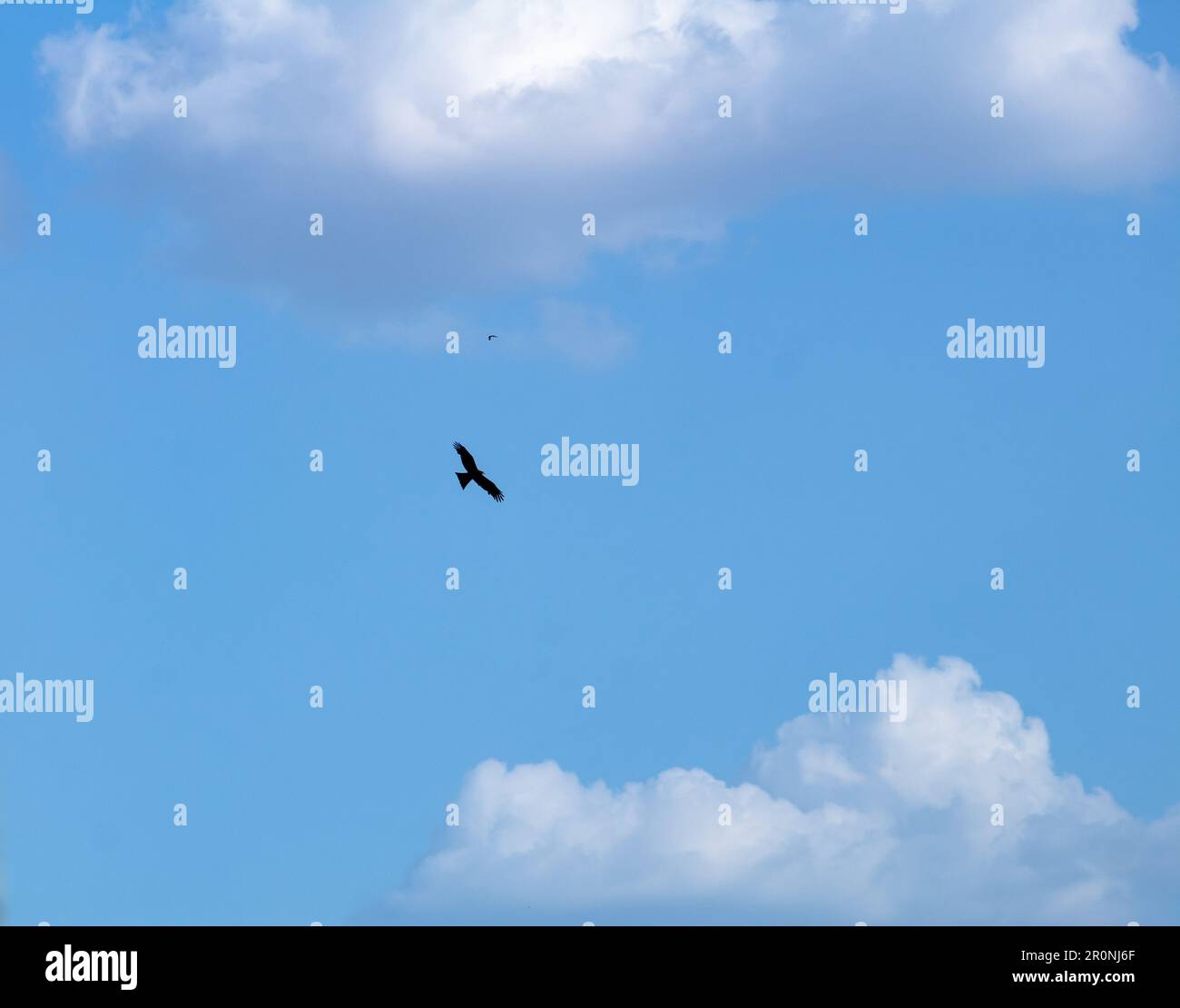 bella vista del tempo volo uccello Foto Stock