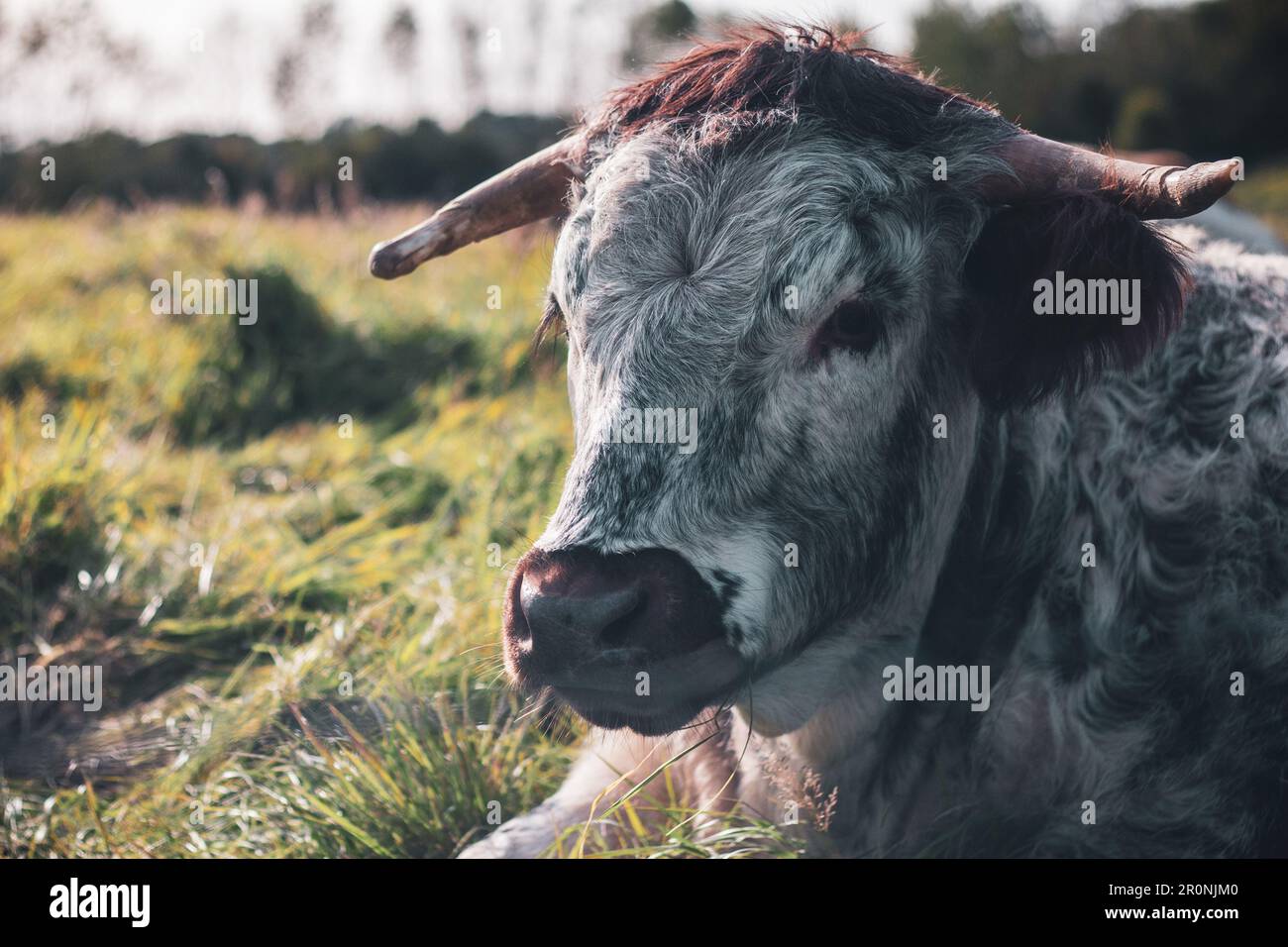 Una mucca inglese di Longhorn riposa in un campo erboso in un pomeriggio di sole Foto Stock