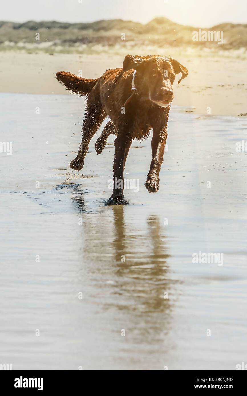 Il cane gioca sulla spiaggia del cane del Juist. Germania, Frisia orientale, Mare del Nord Foto Stock