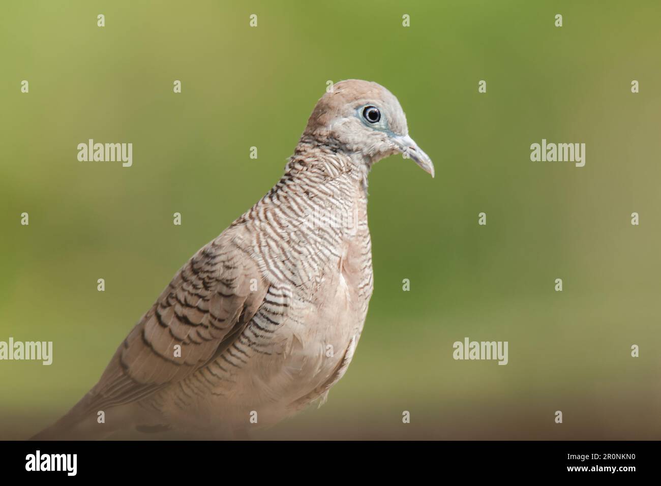 Zebra dove in natura, Zebra dove appartiene al genere Geopelia striata. La pelliccia dai capelli grigi si trova in tutta la Thailandia. Foto Stock