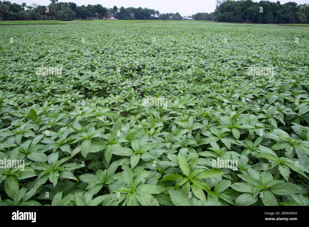 Verde pianta di iuta cruda nel campo. Concetto di agricoltura Foto Stock