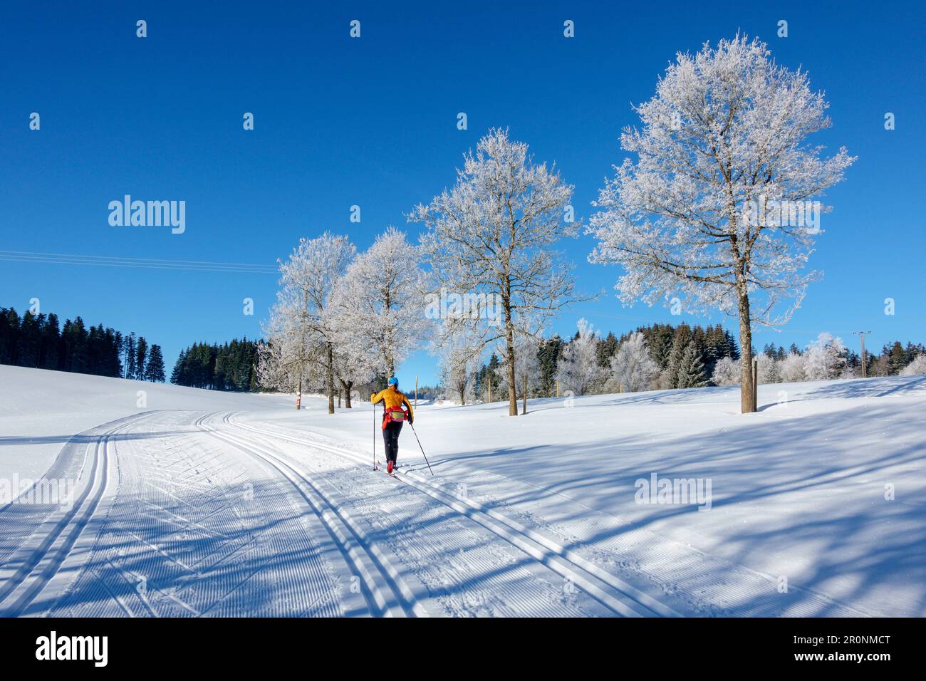 Donna che pratica lo sci di fondo passa davanti agli alberi di ghiaccio, alla pista sciistica di Schonach-Belchen, alla Foresta Nera, a Baden-Württemberg, in Germania Foto Stock