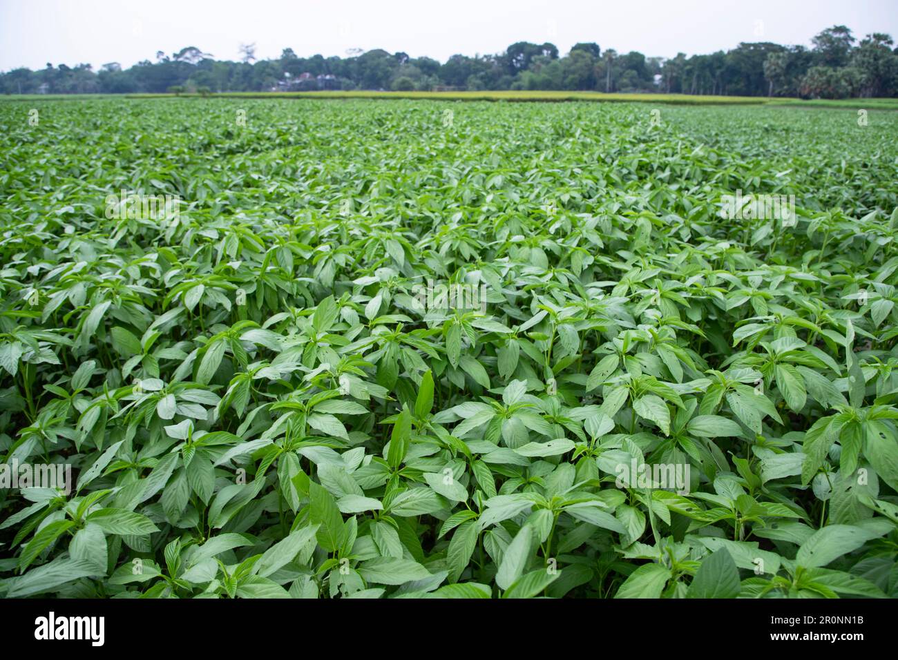 Verde pianta di iuta cruda nel campo. Concetto di agricoltura Foto Stock