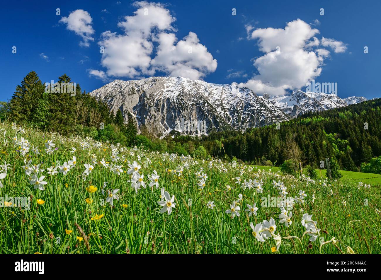 Prato di Daffodil con grimming, Grimming, Monti Dachstein, alta Austria, Austria Foto Stock