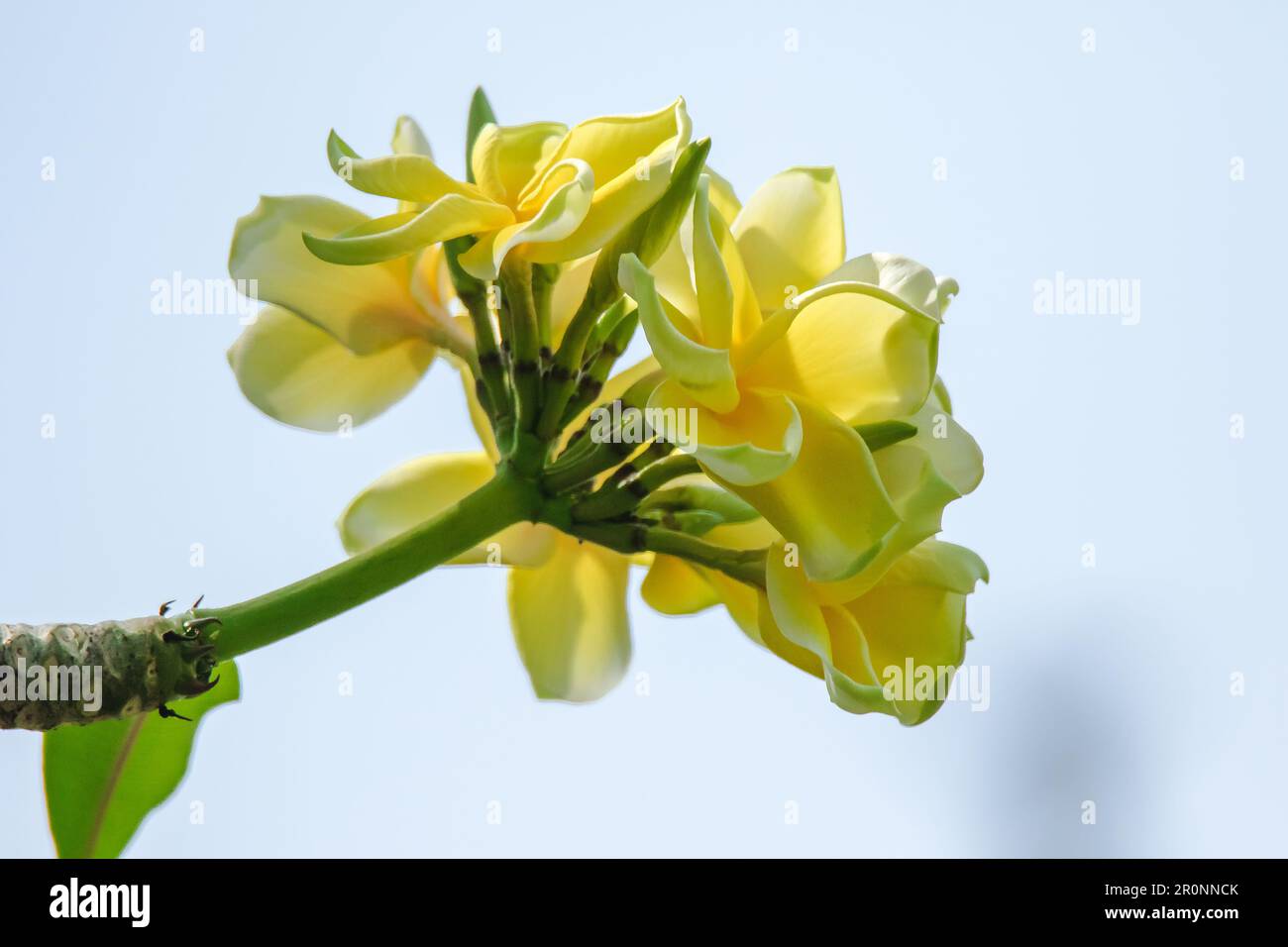 Plumeria fiorisce molto popolare e ampiamente piantato, Plumeria National flower Laos People's Repubblica Democratica Foto Stock