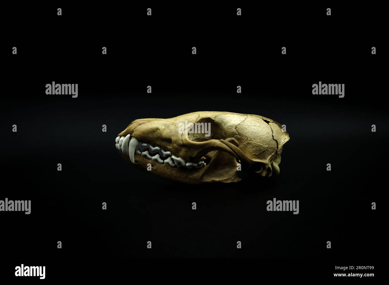 cranio volpe, testa animale morta, dettaglio scheletro osseo, primo piano anatomico, sfondo nero scuro Foto Stock