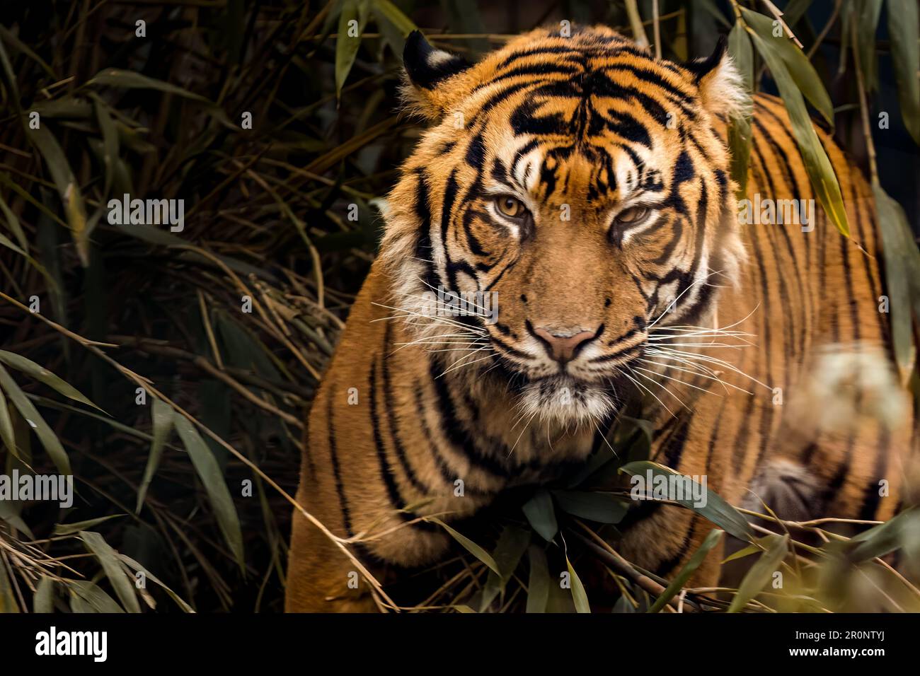 Una maestosa tigre bengala cammina coraggiosamente attraverso una lussureggiante e verde foresta, la sua potente presenza evidente nel paesaggio Foto Stock