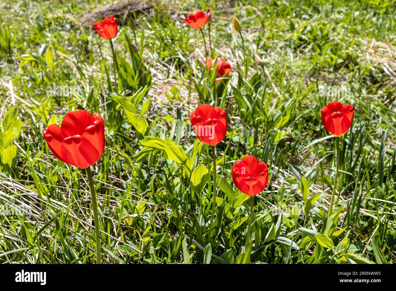 tulipani rossi soleggiati primo piano sul prato verde il giorno di primavera soleggiato Foto Stock