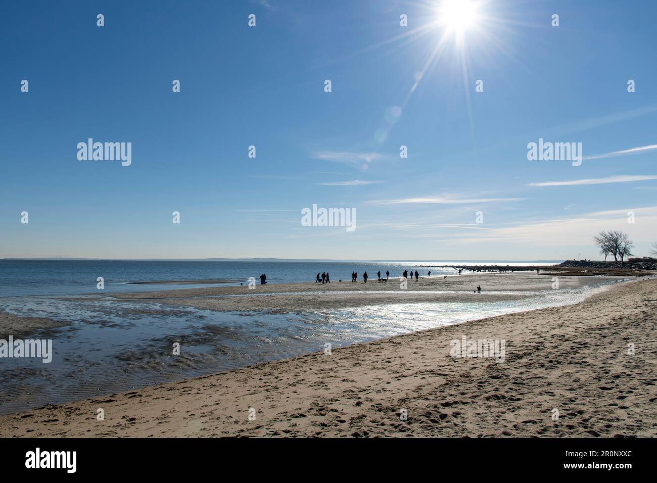 Vista sulla spiaggia con la bassa marea con silhouette di persone e loro cani tra le piscine di marea a Greenwich Point o Tods Point, Greenwich, CT, USA con l'inverno s Foto Stock