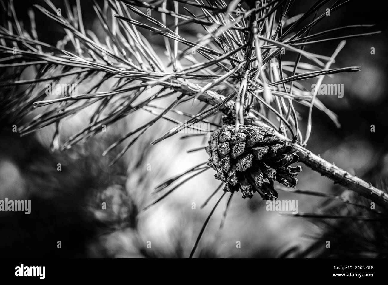 Cono crescente su ramoscello di larice conifere - immagine in bianco e nero Foto Stock