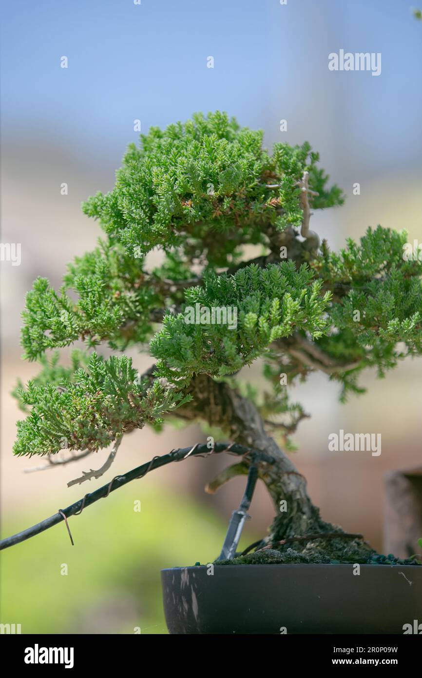 Vista su un albero di bonsai. Foto Stock