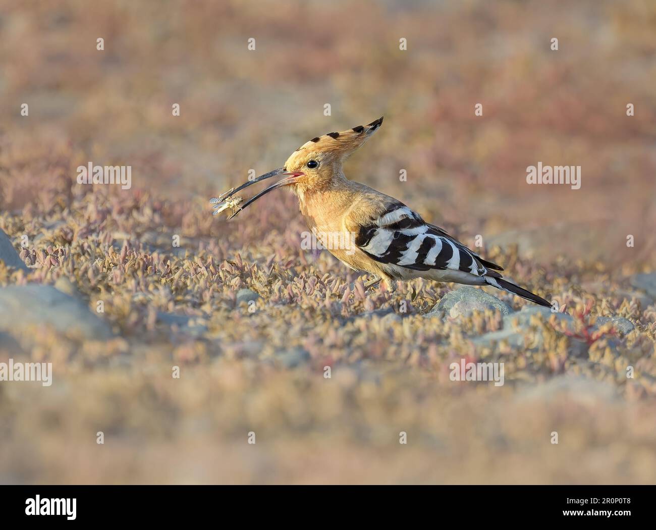 Hoopoe eurasiatica (Upupa epops) cattura di un Orthoptera sul terreno e tenendo questo insetto nel suo becco, Gran Canaria, Spagna Foto Stock