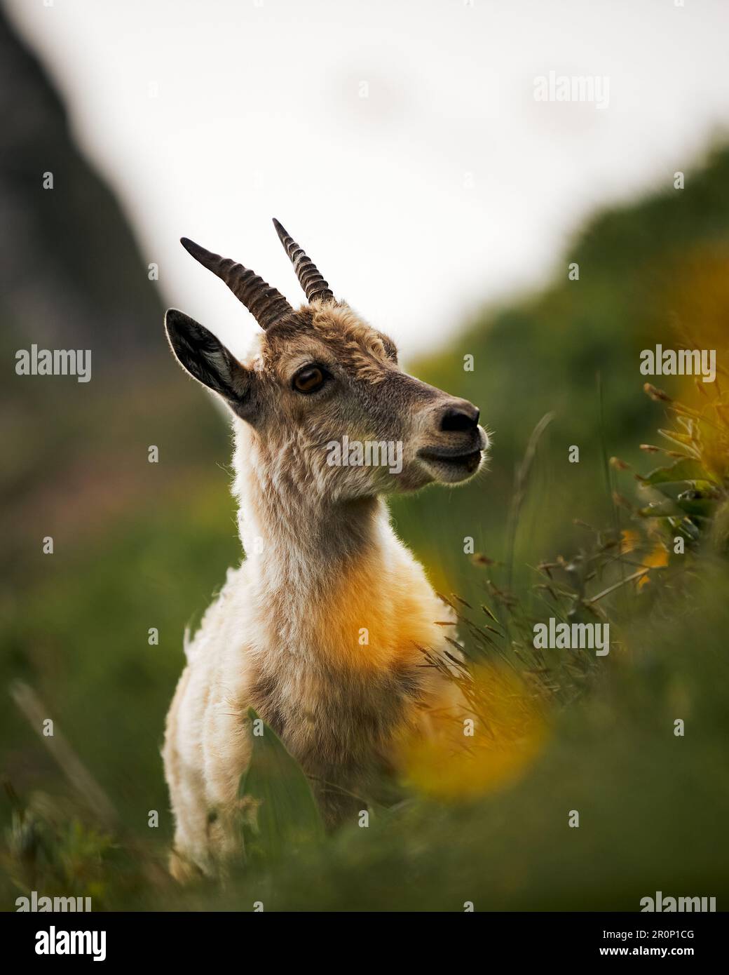 Una capra bianca con corna lunghe si trova in un lussureggiante campo erboso verde Foto Stock