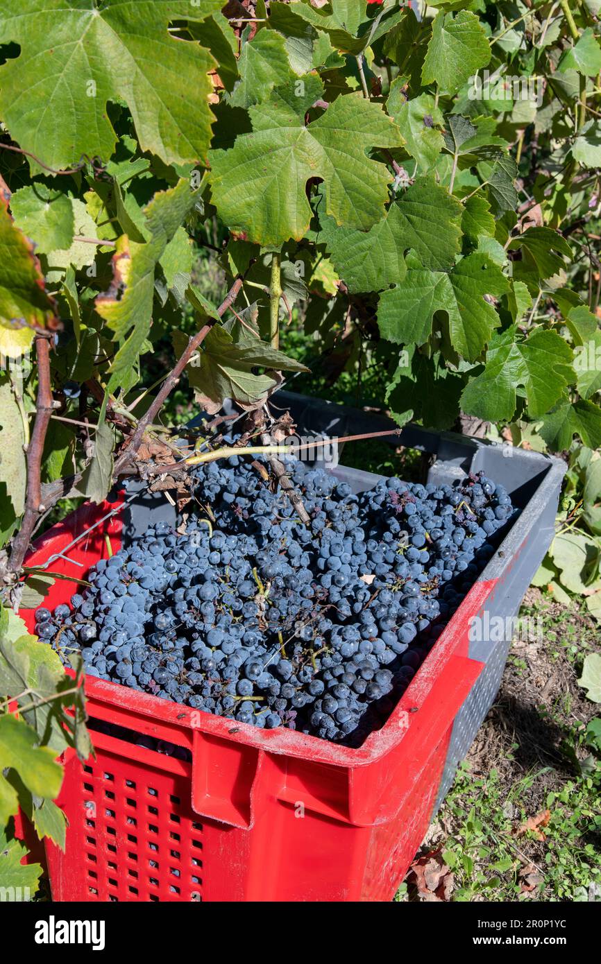 Vista ad angolo alto di un'uva blu raccolta in una scatola da frutta rossa e grigia posta sotto la vite in una fila di piante Foto Stock