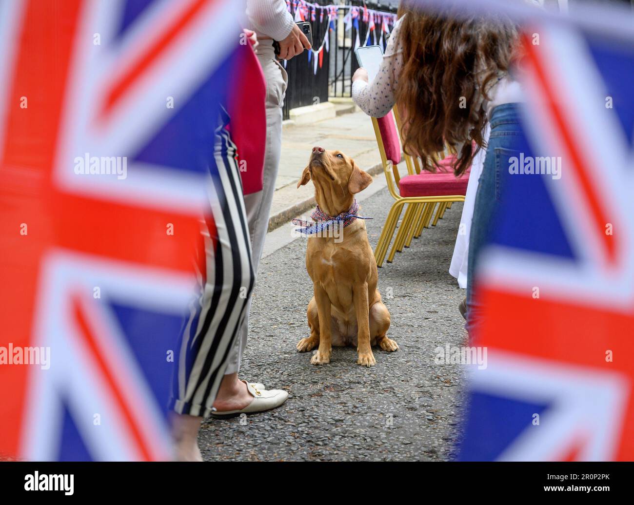 Nova Sunak - il cane di famiglia del primo ministro - posa per le foto al pranzo grande di incoronazione ospitato da Rishi Sunak e da sua moglie Akshata Musty in Downin Foto Stock