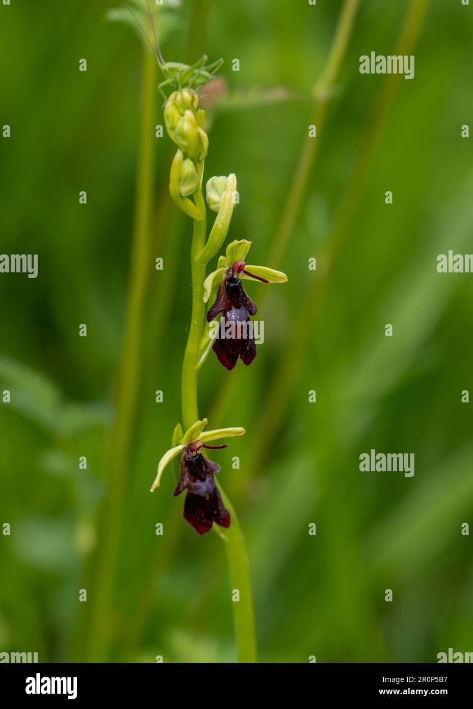 La bellezza fiorente: Un colpo accattivante di un'orchidea in piena fioritura Foto Stock
