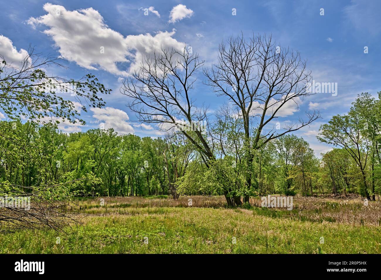 Teaneck Creek Conservancy a Teaneck, New Jersey, USA. Una bella scena paludosa, con skys blu, un grande singolo albero in un prato. Foto Stock