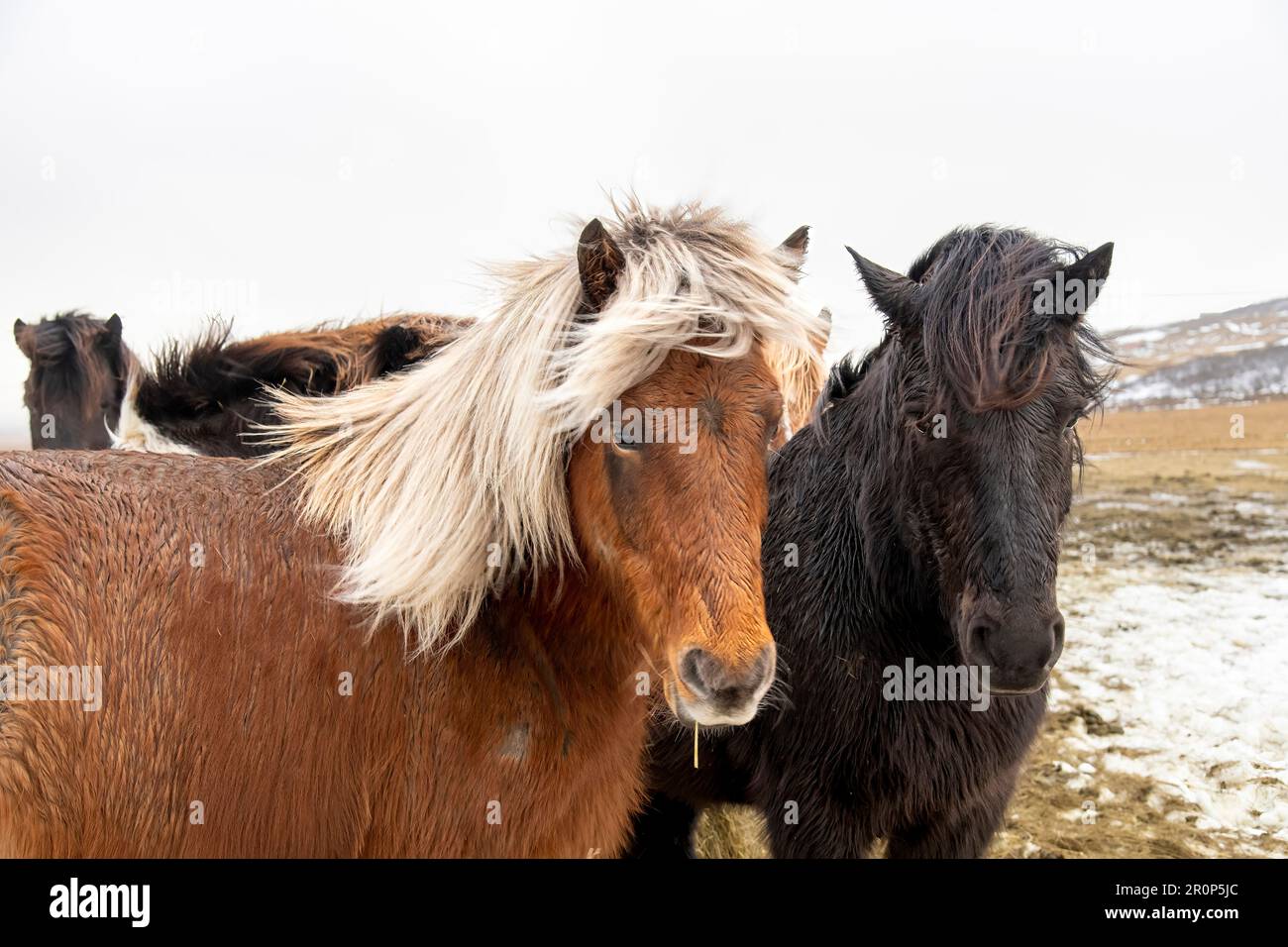 Vista ravvicinata di due cavalli islandesi in cappotto invernale con lunghe manie che guardano la macchina fotografica, una razza di piccoli cavalli sviluppata in Islanda Foto Stock