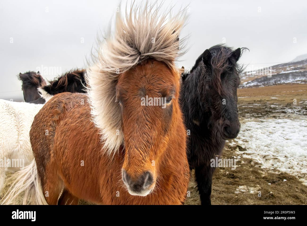 Vista ravvicinata di due cavalli islandesi in cappotto invernale con lunghe manie che guardano la macchina fotografica, una razza di piccoli cavalli sviluppata in Islanda Foto Stock