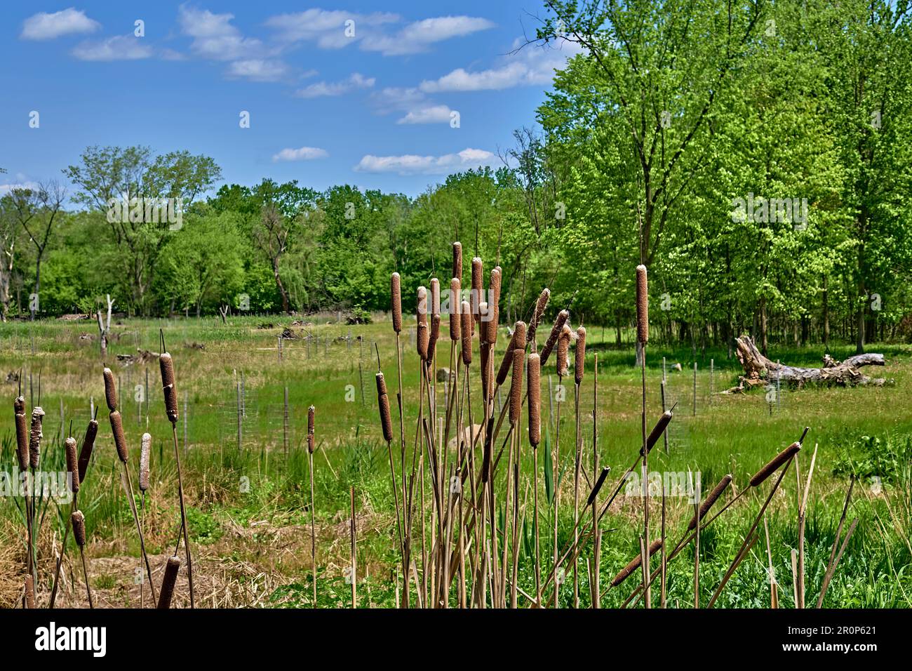 Teaneck Creek Conservancy a Teaneck, New Jersey, USA. Una bella scena paludosa, con skys blu e caucciù marrone scuro primo piano e uno sfondo morbido. Foto Stock