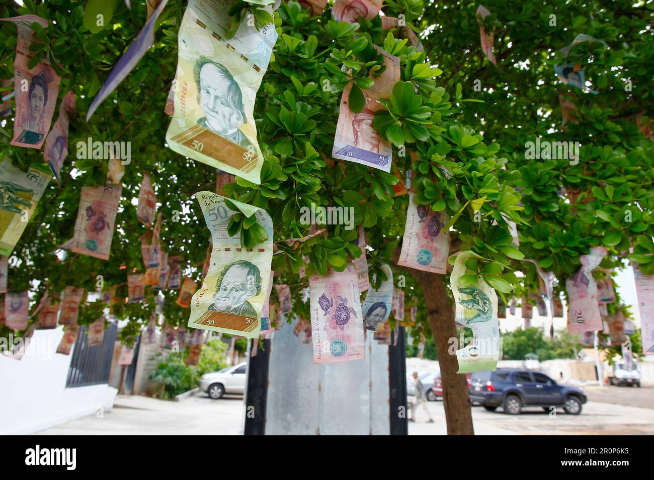 Maracaibo-Venezuela-11-11-2017 Venezuela fatture di soldi appendono da un albero che non ha valore di potere d'acquisto. La svalutazione del Bolivar nel caribe Foto Stock