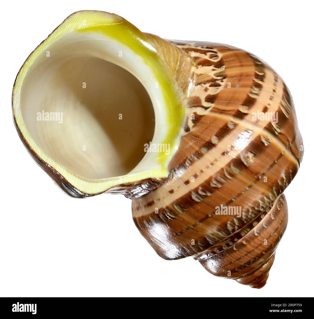 Arazzo turbante / turbo (Turbo petholatus) c6cm. Regione: Indo-pacifico Foto Stock