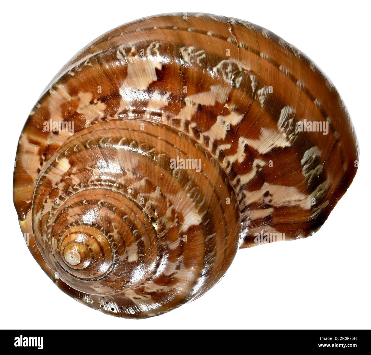 Arazzo turbante / turbo (Turbo petholatus) c6cm. Regione: Indo-pacifico Foto Stock