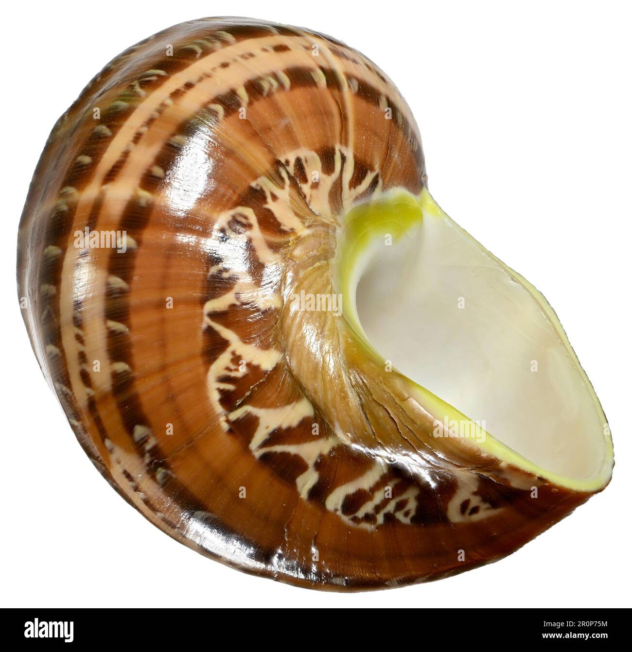 Arazzo turbante / turbo (Turbo petholatus) c6cm. Regione: Indo-pacifico Foto Stock