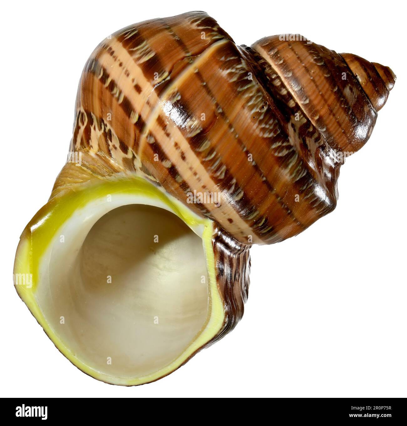 Arazzo turbante / turbo (Turbo petholatus) c6cm. Regione: Indo-pacifico Foto Stock