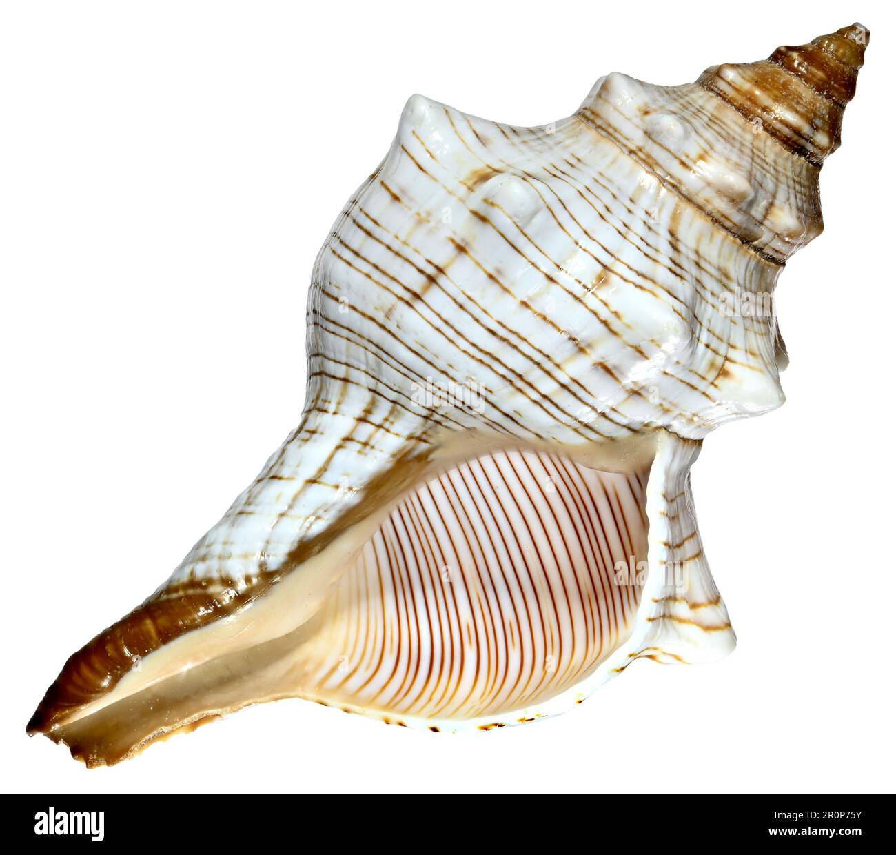 Il trapezio cavallo Conch / Striped Fox conch conchiglia (Pleuroploca trapezio) c10cm Foto Stock