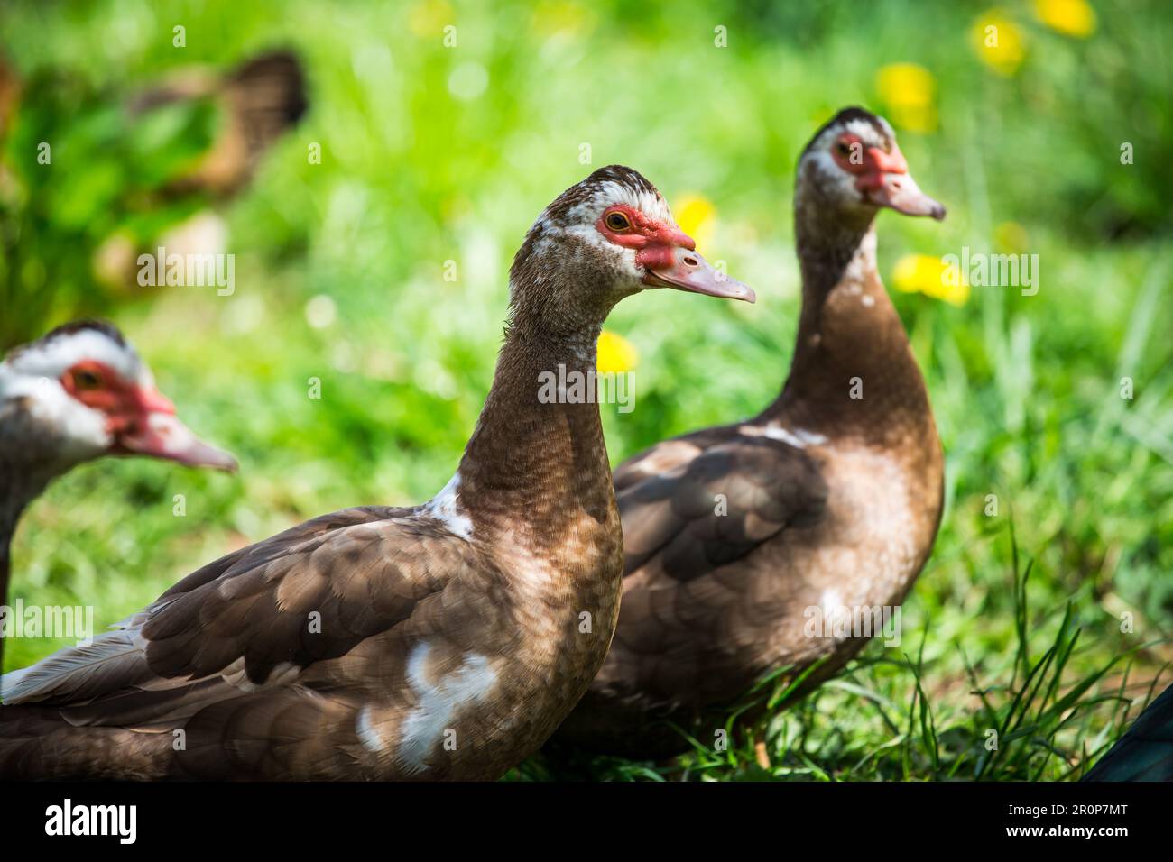 Anatre moscate marroni (Cairina moschata) Foto Stock