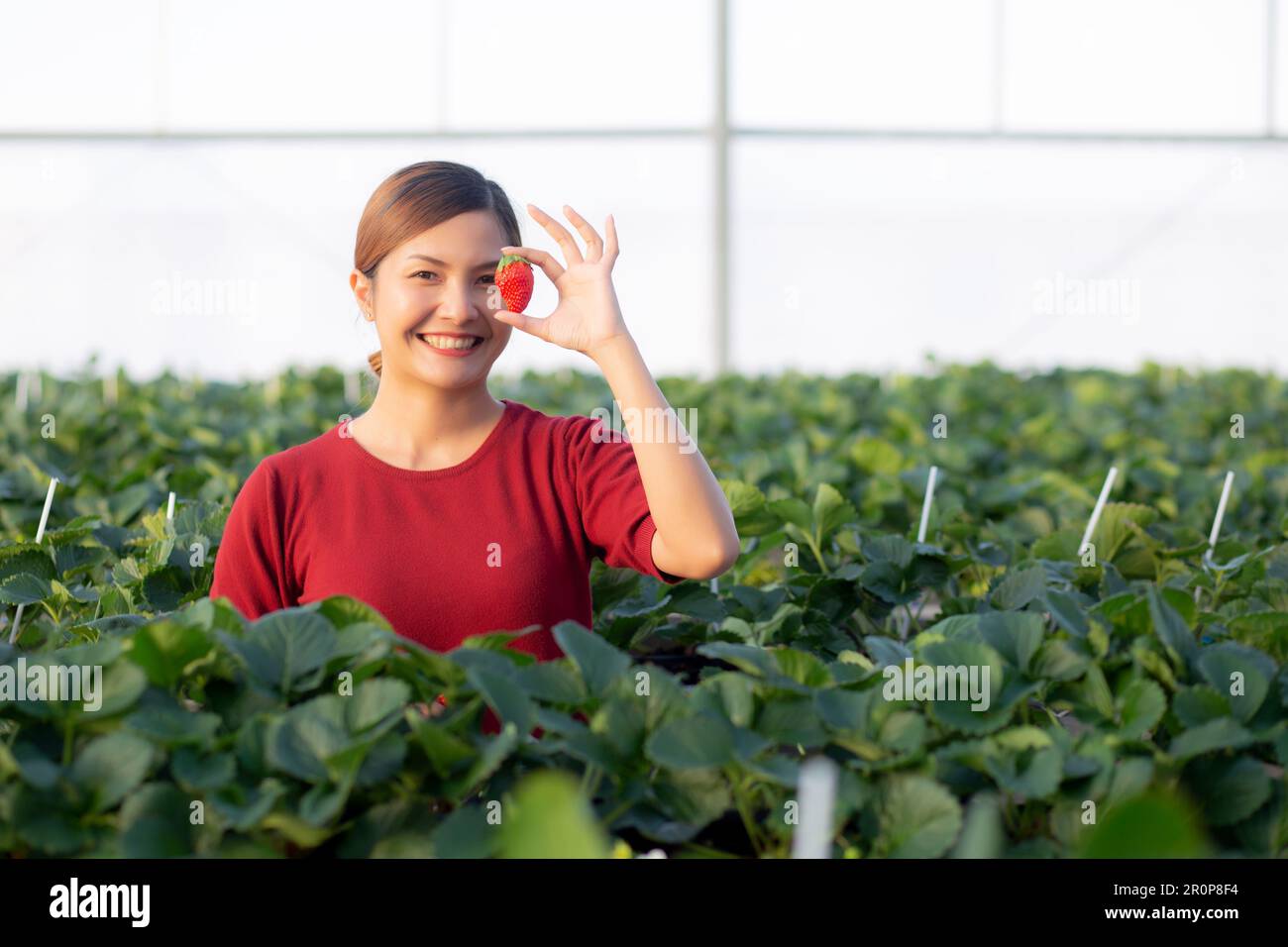 Felicità ritratto imprenditore giovane donna asiatica sorridere e tenendo fragola in fattoria fragola a serra, donna orgogliosa con la piccola impresa e. Foto Stock