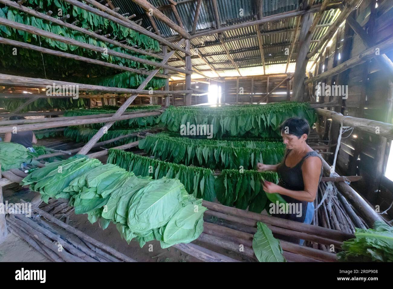 Donna cubana che lavora in una fabbrica di sigari. La donna che tocca le foglie di tabacco per la produzione dei sigari cubani Foto Stock