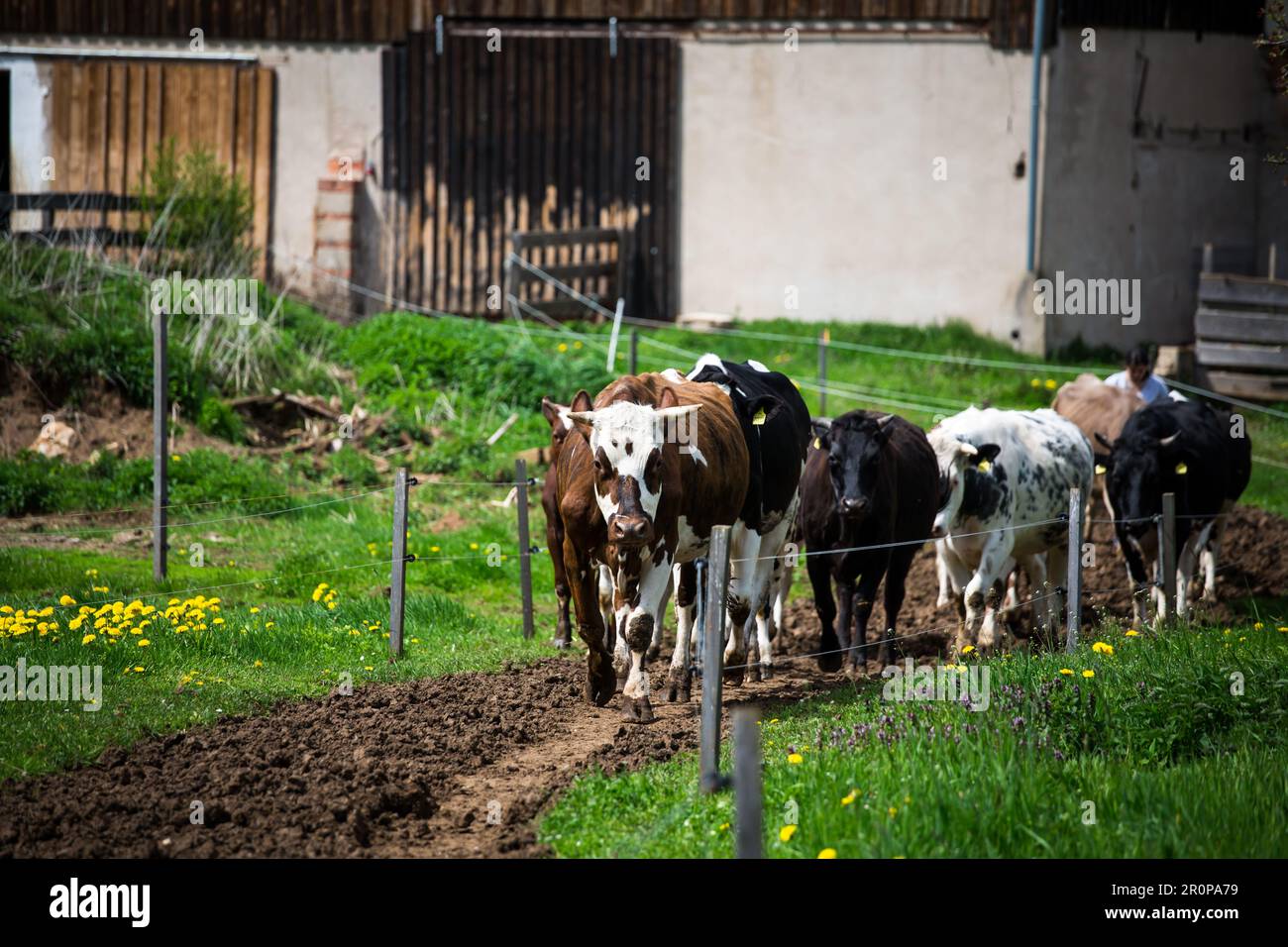 Bestiame allevato all'aperto durante la passeggiata verso il loro pascolo Foto Stock